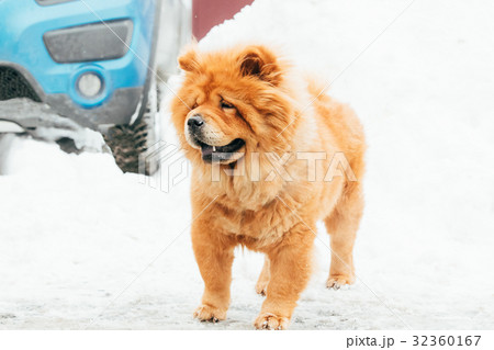 Chow Chow Dog Standing In Snow At Winter Day 32360167