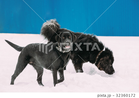 Two Funny Dogs Labrador And Newfoundland Play Two Funny Dogs Labrador And Newfoundland Play 32360172