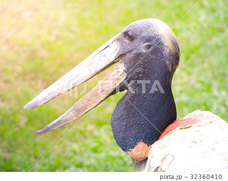 Close-up profile of jabiru stork, jabiru mycteria Close-up profile of jabiru stork, jabiru mycteria 32360410