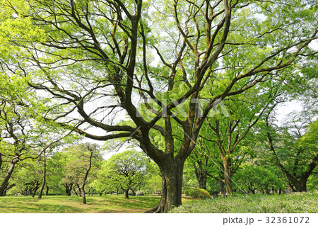 ケヤキの大木 小金井公園 ケヤキの大木 小金井公園 32361072