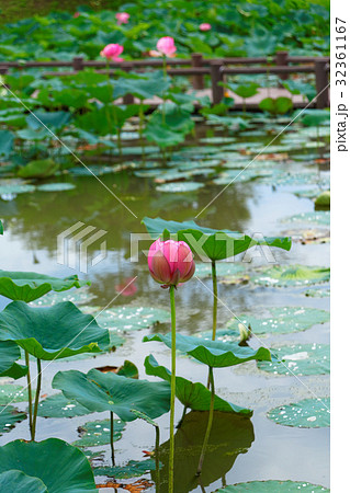 古代蓮の里　水面に映える行田蓮 32361167