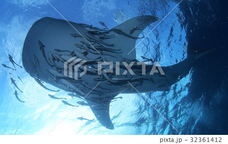 ジンベイザメ降臨～！ 32361412