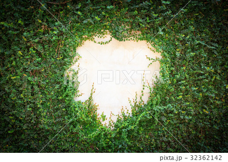 Green leaves natural wall. 32362142