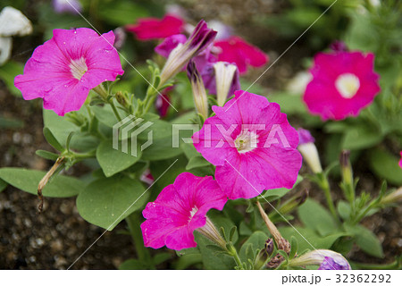 ツクバネアサガオの花 32362292