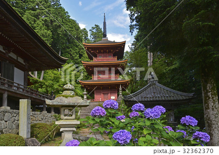 長命寺アジサイ 長命寺アジサイ 32362370