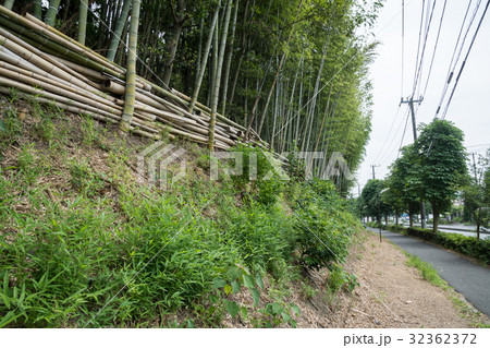 竹の生えた法面 32362372
