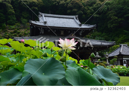 三室戸寺、蓮 32362403