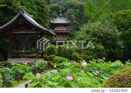 三室戸寺、蓮 三室戸寺、蓮 32362405