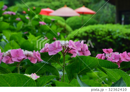 三室戸寺、アジサイ 32362410