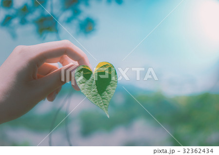 手 両手 手の上 32362434