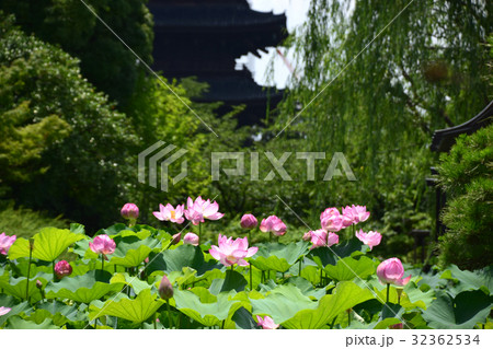 東寺蓮 32362534