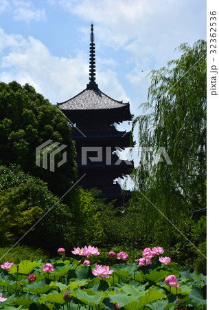 東寺蓮 32362536