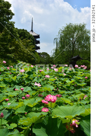 東寺蓮 東寺蓮 32362541