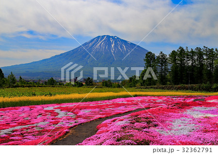 快晴の羊蹄山と芝桜 快晴の羊蹄山と芝桜 32362791