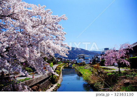諏訪湖　中門川　サクラ／桜　2017年4月 （長野県 諏訪市） 32363130