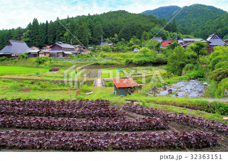 大原の里 赤しその産地 大原の里 赤しその産地 32363151