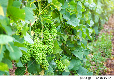 Vine green grape in champagne vineyards Vine green grape in champagne vineyards 32363512