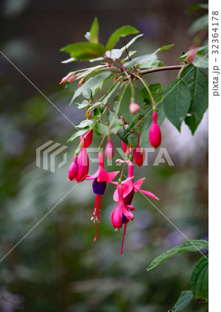 フクシア 32364178