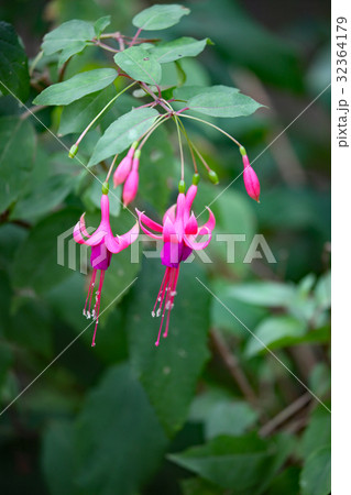 フクシア 32364179