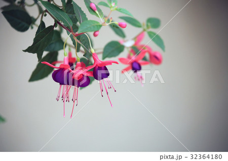 フクシア 32364180