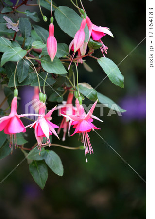 フクシア 32364183