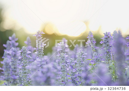 lavender flower in sunset lavender flower in sunset 32364736