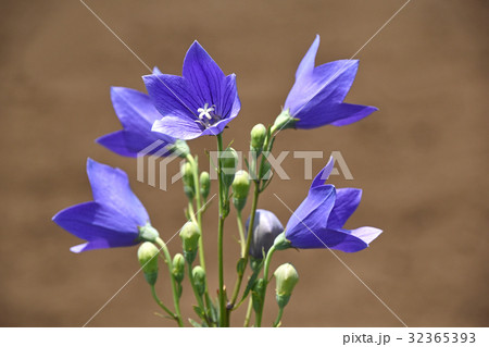 キキョウ（桔梗） 32365393