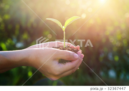 plant in the hands. plant in the hands. 32367447