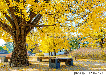 Autumn in Gyeongbokgung Palace,South Korea. Autumn in Gyeongbokgung Palace,South Korea. 32367474