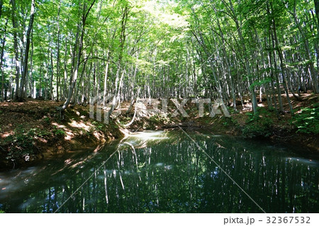 新緑の季節を迎えた美人林 ブナの森 32367532