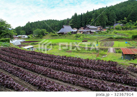 京都　大原の里　赤しその産地 32367914