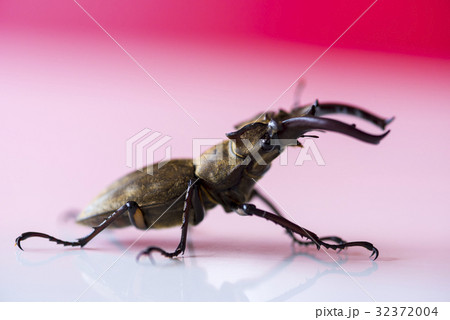 ミヤマクワガタ ミヤマクワガタ 32372004