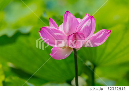 蓮の花 蓮の花 32372915