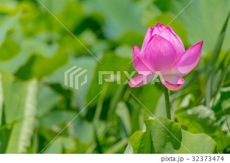 蓮の花 蓮の花 32373474