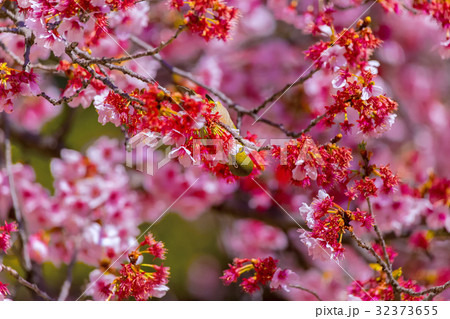 メジロと寒桜 メジロと寒桜 32373655