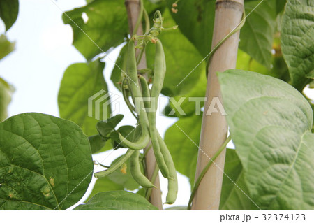 インゲン豆、隠元豆 32374123