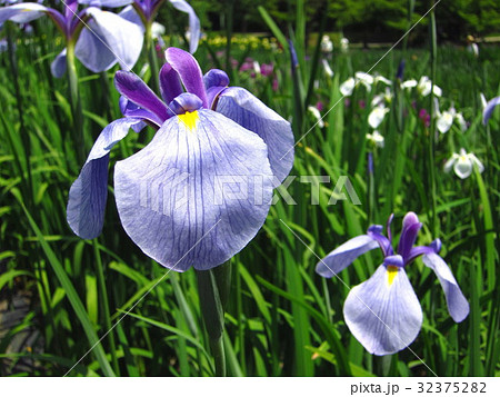 五十公野公園あやめ園 32375282
