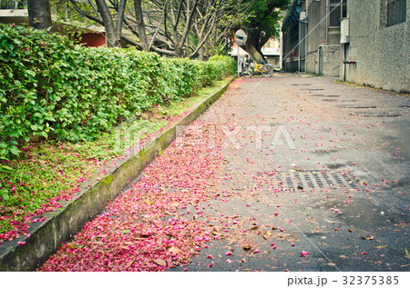 台湾 桃畑 モモ畑 32375385