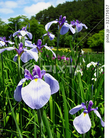 五十公野公園あやめ園 32375657