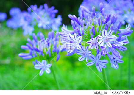 満開のアガパンサス 32375803