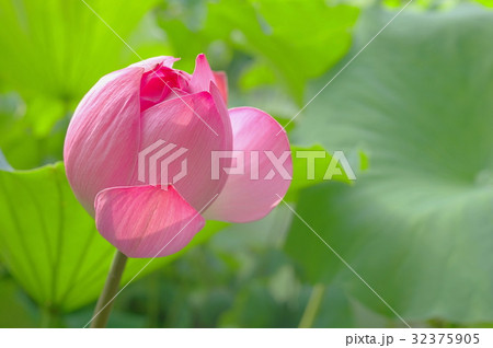 蓮の蕾 32375905