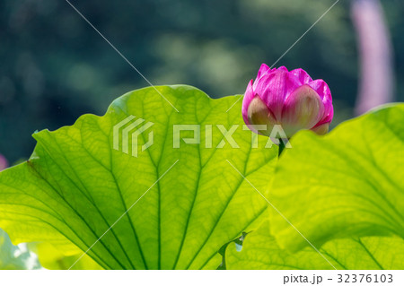 蓮の花 蓮の花 32376103