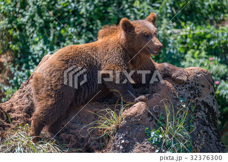Brown bear lying on rock amongst undergrowth Brown bear lying on rock amongst undergrowth 32376300