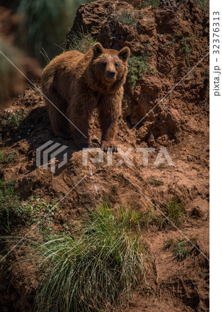 Brown bear standing on red rocky outcrop 32376313