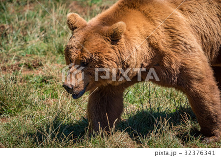 Close-up of brown bear walking in grass Close-up of brown bear walking in grass 32376341