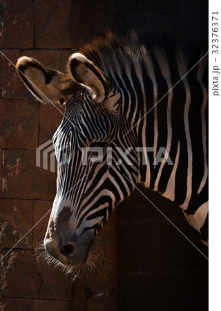 Close-up of Grevy zebra head in sunlight 32376371