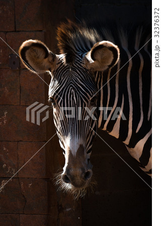 Close-up of Grevy zebra head in sunshine 32376372