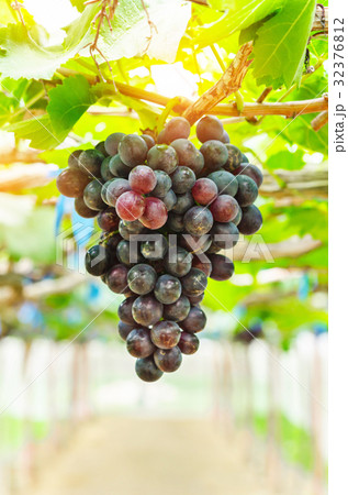 Red grapes ready to be harvested. 32376812