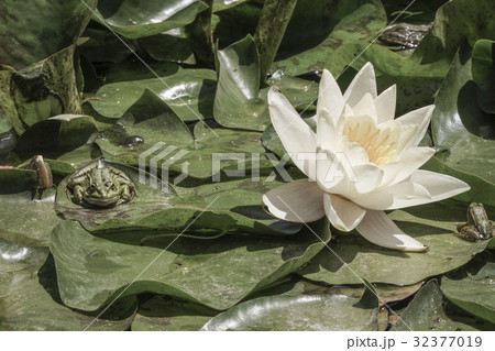 frogs on leaves of water lily on lake frogs on leaves of water lily on lake 32377019