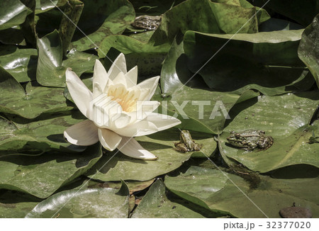 frogs on leaves of water lily on lake 32377020